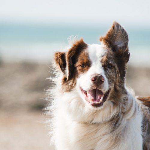 Créer son entreprise et devenir éleveur canin 6