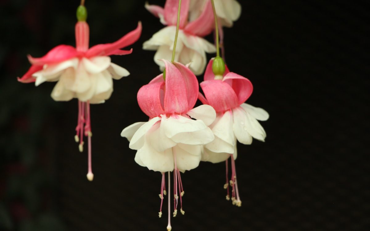 Des fleurs pour les condoléances