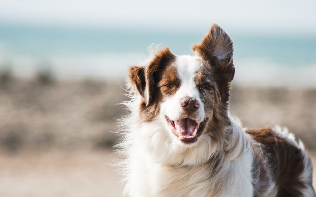 Quelle solution choisir pour son chien : home sitter, pet sitter ou pension ?